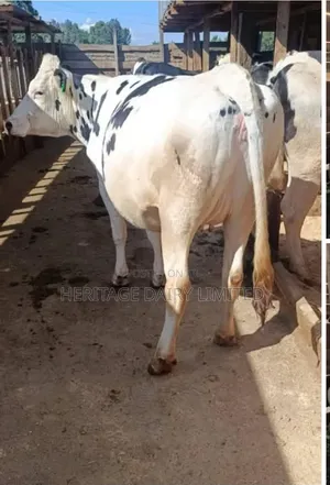 Dairy Cows
