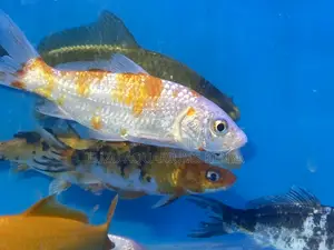 Beautiful Koi Fish – Bright Colors, Calm Swimmers