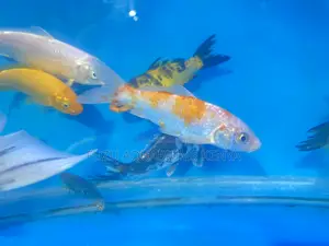 Premium Japanese Koi Fish for Sale – Graceful Hardy