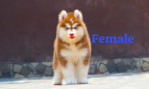 1-3 months Female Purebred Siberian Husky