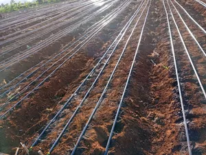 Driplines Irrigation System