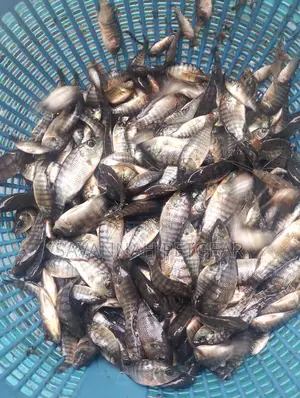 Tilapia Fingerlings Mixed Sex Monosex Tilapia Fingerlings