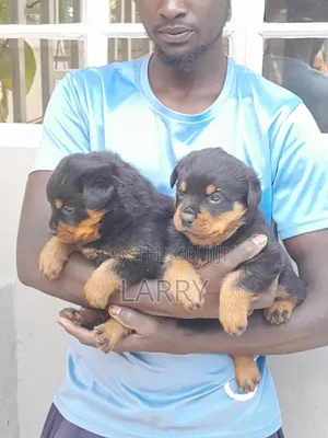 1-3 months Male Purebred Rottweiler