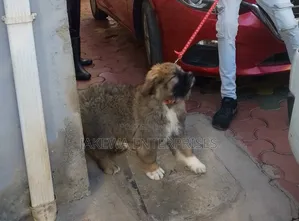 1-3 months Male Purebred Caucasian Shepherd