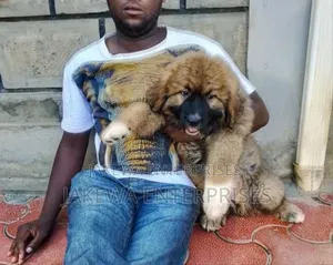 1-3 months Male Purebred Caucasian Shepherd