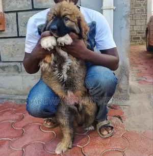 1-3 months Male Purebred Caucasian Shepherd