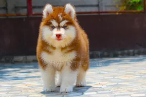 1-3 months Female Purebred Siberian Husky