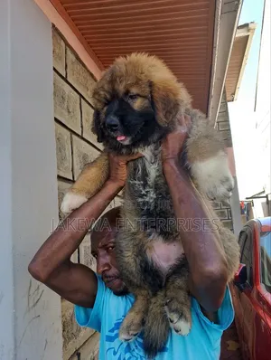 1-3 months Male Purebred Caucasian Shepherd