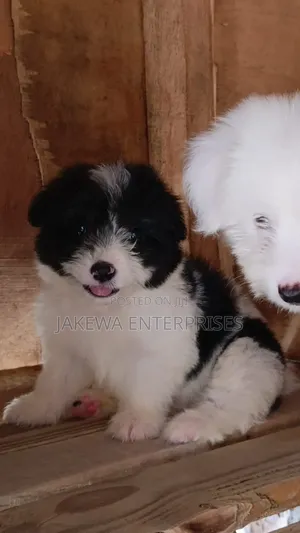 1-3 months Female Purebred Havanese