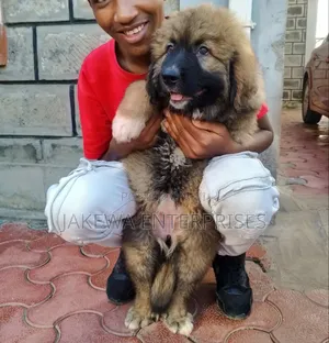 1-3 months Male Purebred Caucasian Shepherd