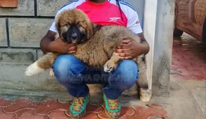 1-3 months Male Purebred Caucasian Shepherd