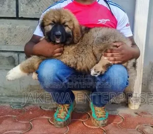 1-3 months Female Purebred Caucasian Shepherd