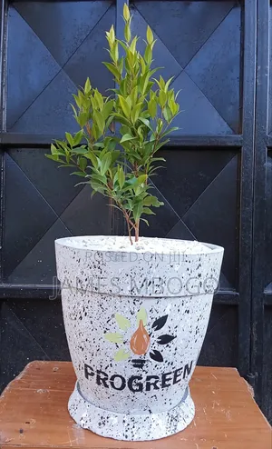Flower Pots