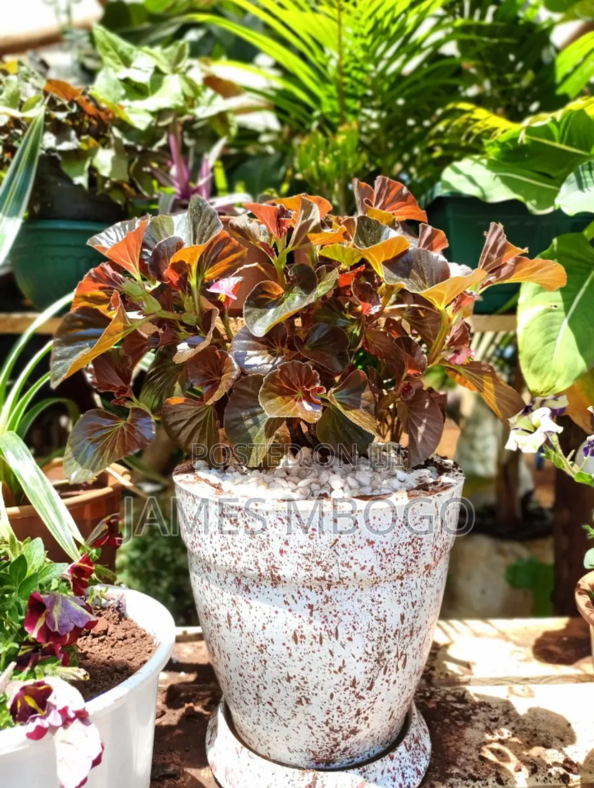 Flower Pots