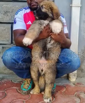 1-3 months Female Purebred Caucasian Shepherd