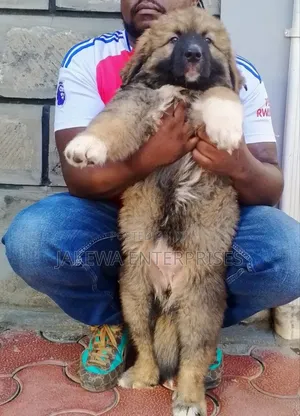 1-3 months Male Purebred Caucasian Shepherd