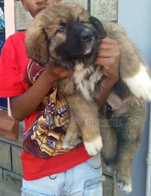 1-3 months Male Purebred Caucasian Shepherd
