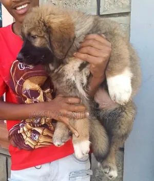 1-3 months Female Purebred Caucasian Shepherd