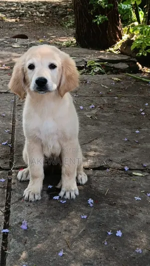 1-3 months Female Purebred Golden Retriever