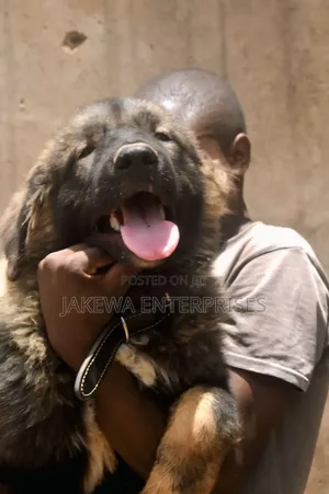 1-3 months Male Purebred Caucasian Shepherd