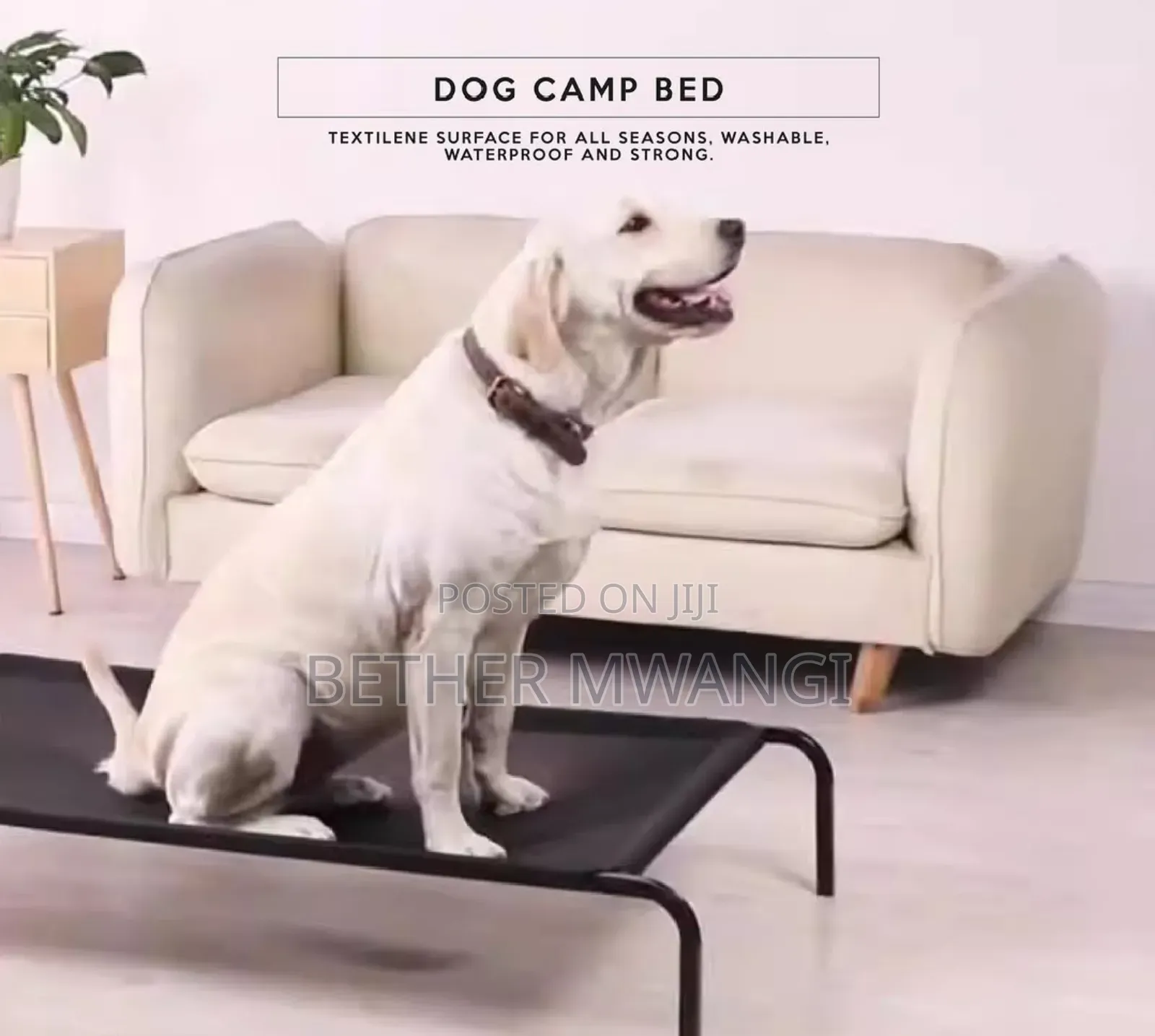 Dog Camp Bed in Kenya