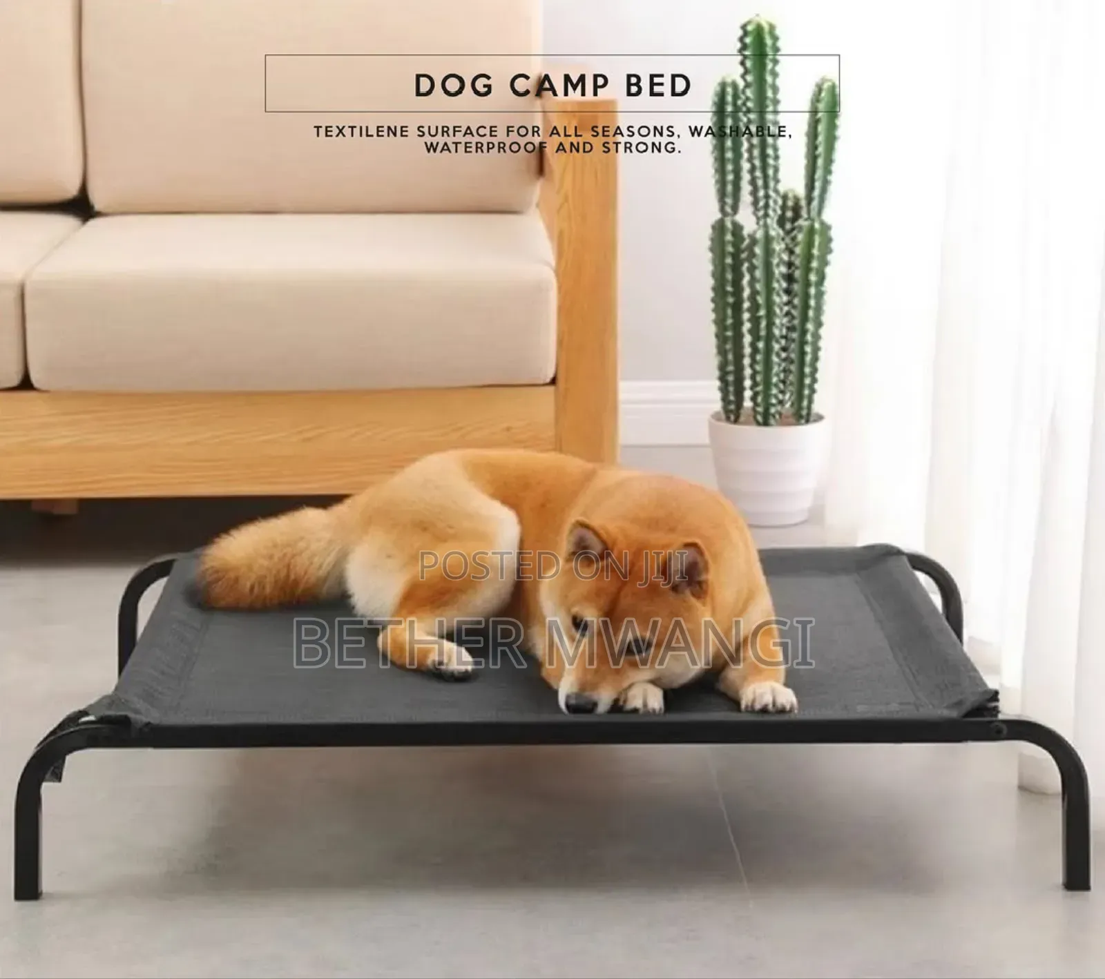 Dog Camp Bed in Kenya