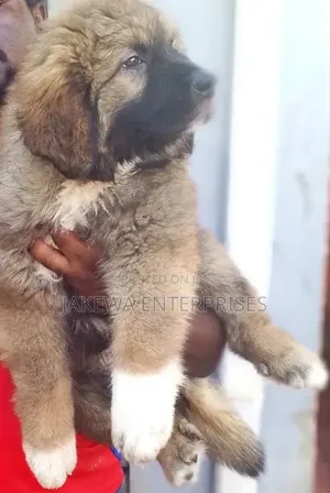 1-3 months Male Purebred Caucasian Shepherd