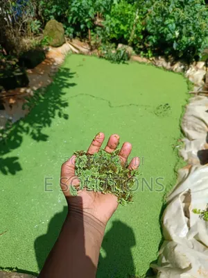 Super Azolla 1kg- Big Leaf (Premium Quality)