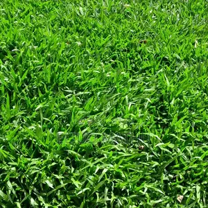 Pemba Grass