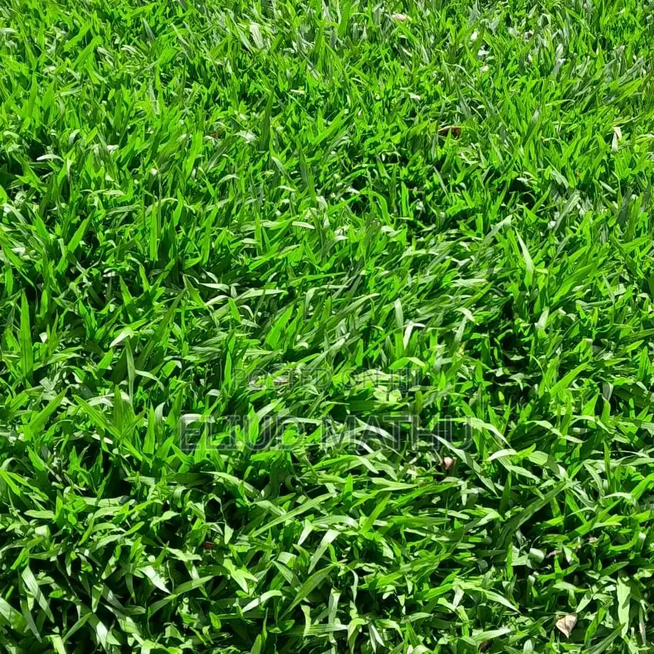 Pemba Grass