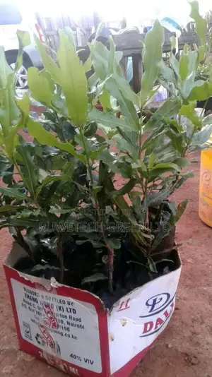 Grafted Muranga 20 Macadamia