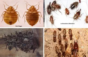 Pest Control Fumigation
