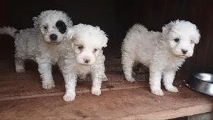 1-3 months Male Purebred Havanese