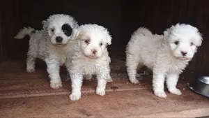 1-3 months Female Purebred Havanese