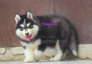 1-3 months Female Purebred Siberian Husky