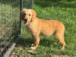 1-3 months Female Purebred Golden Retriever
