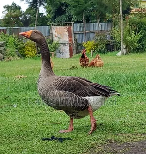 Goose on Sale