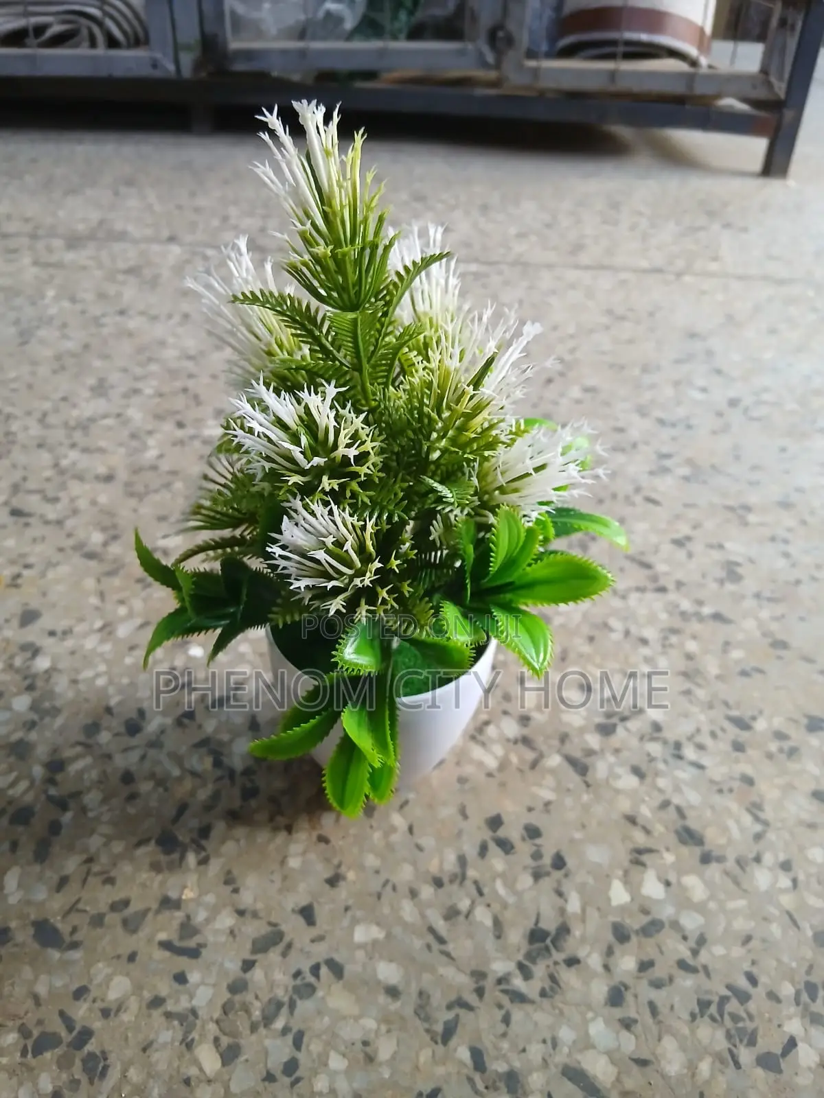 Small Decorative Plants Available