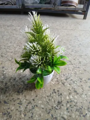 Small Decorative Plants Available