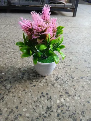 Small Decorative Plants Available