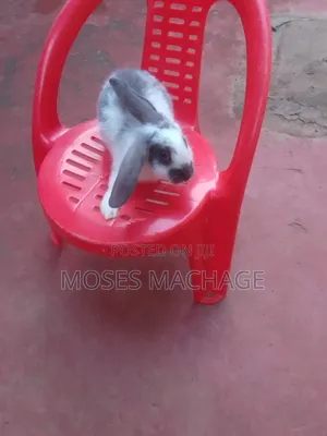 Hybrid Rabbits for Sale From 2 Months Old to Mature Ones