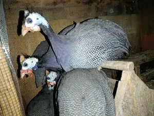 Domestic Guinea Fowl - Mature Kanga