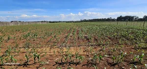 Prime Land For Sale In Moiben Eldoret
