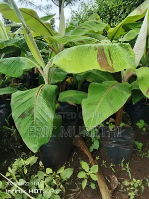 Plantain Banana Suckers
