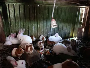 Pet White Rabbits And American Guinea Pigs - 2 Months Old