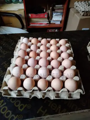 Fertilized Kari Improved Kienyeji Eggs