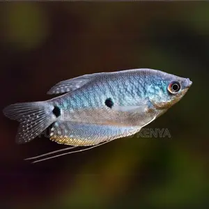 Elegant 3-Spot Gourami – Beauty for Your Aquarium