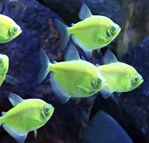 Bright Green Glo Tetras –Eye-Catching Glow for Your Aquarium