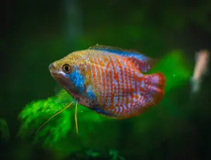 Healthy Male Dwarf Gouramis Add Personality to Your Aquarium