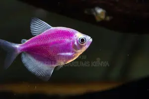 Striking Purple Glo Tetras – Rare Glow for Unique Aquariums